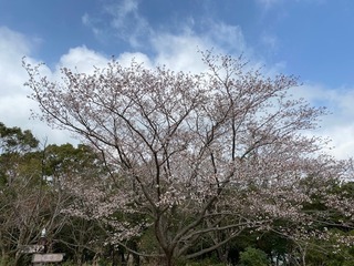 桜開花.jpg